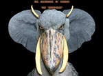 image of elebird